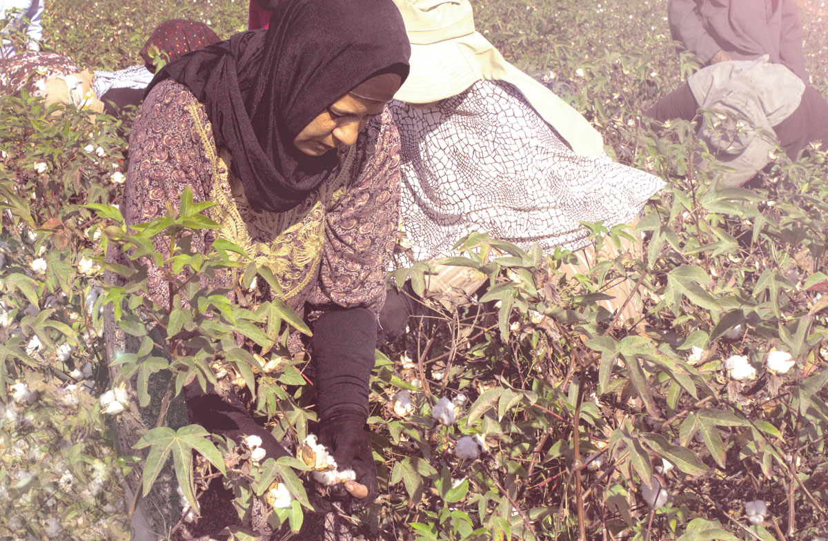 About Cotton Egypt Association Egyptian Cotton™