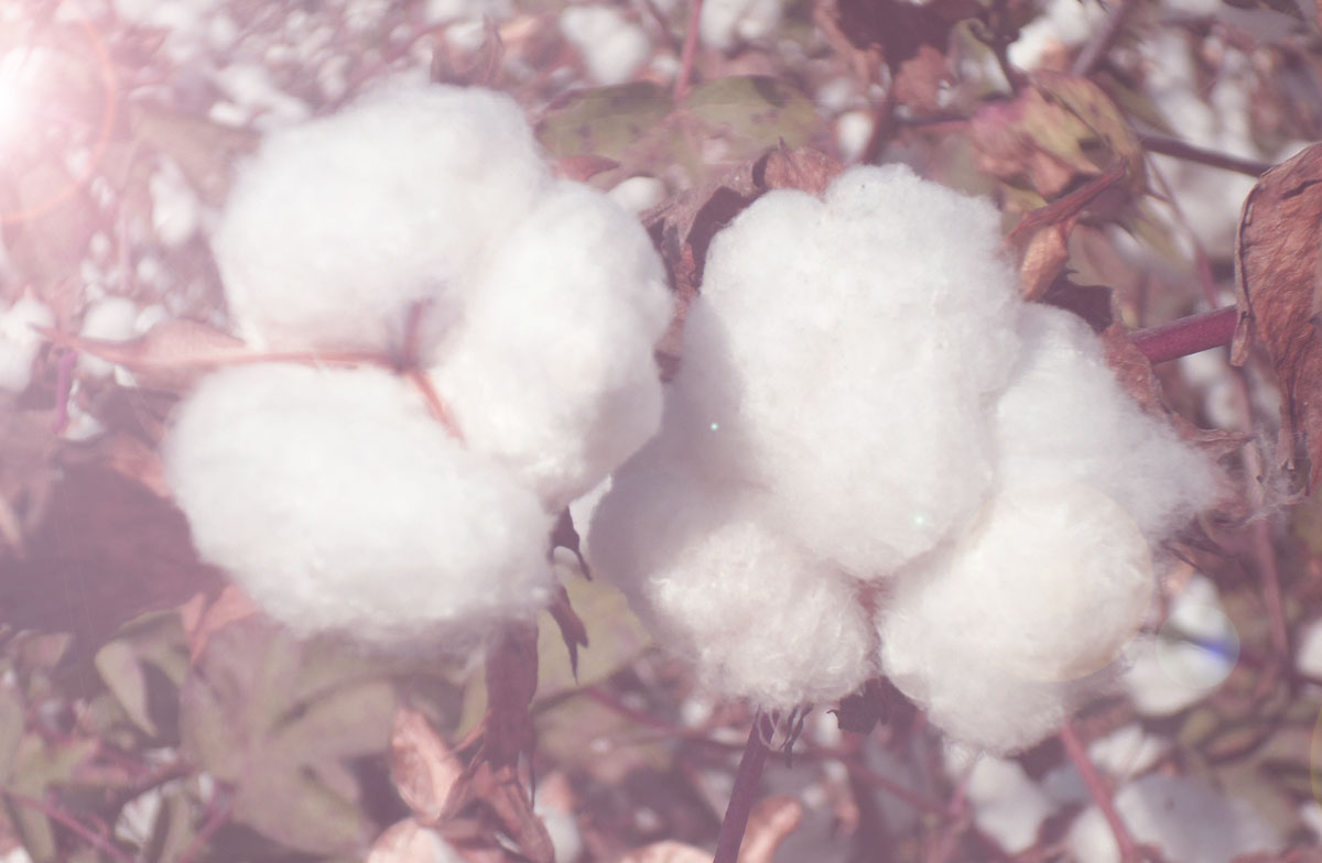 How to Egyptian Cotton Accredited Egyptian Cotton™
