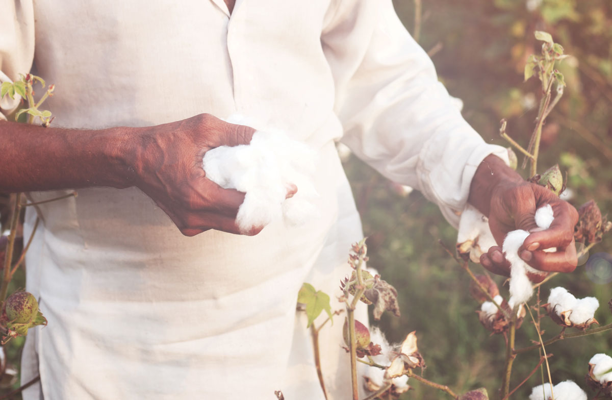 The Resurgence of Egyptian Cotton Accreditation Is Making A Difference
