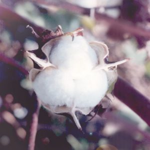 Raw Egyptian Cotton Bud