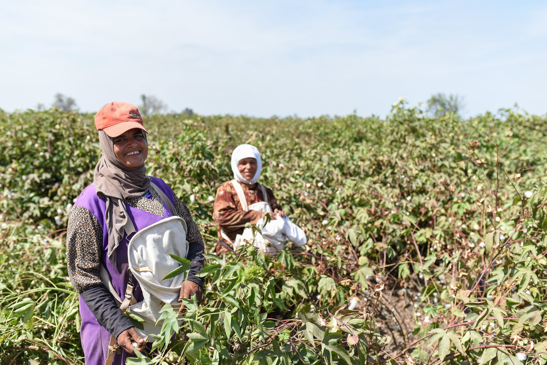 Egyptian Cotton™ Launch BCI Pilot Project as Part of Sustainability